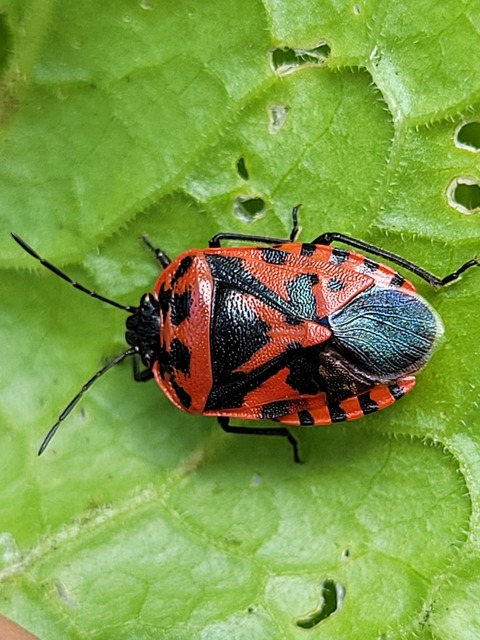 Eurydema