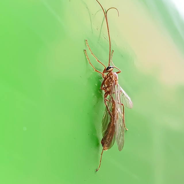 Ophion obscuratus