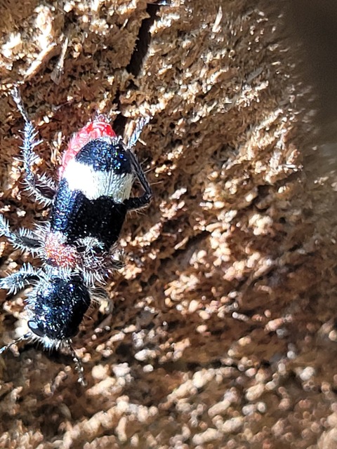 Clerus mutillarius - feketenyakú szúfarkas