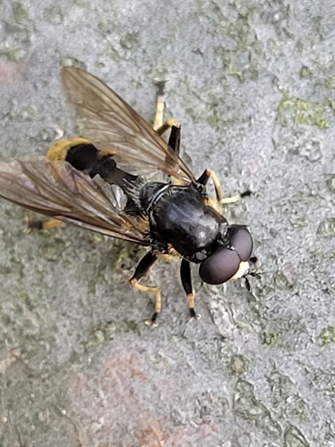 Xylota