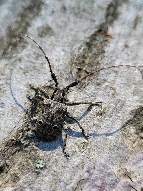 Mesosa curculionoides - szemfoltos cincér Mesosa curculionoides - szemfoltos cincér