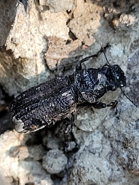 Platyrhinus resinosus - nagy orrosbogár