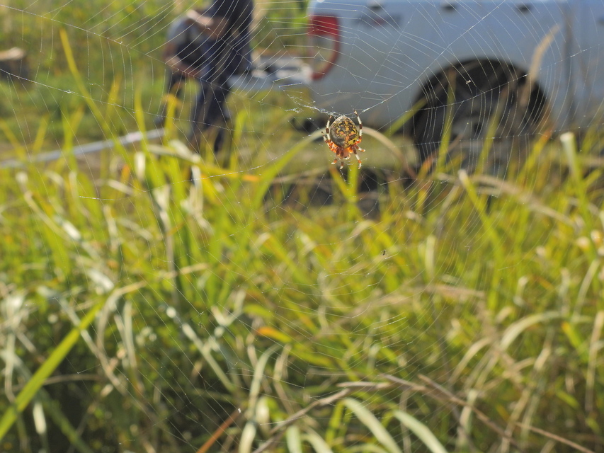 Araneus marmoreus - márványos keresztespók