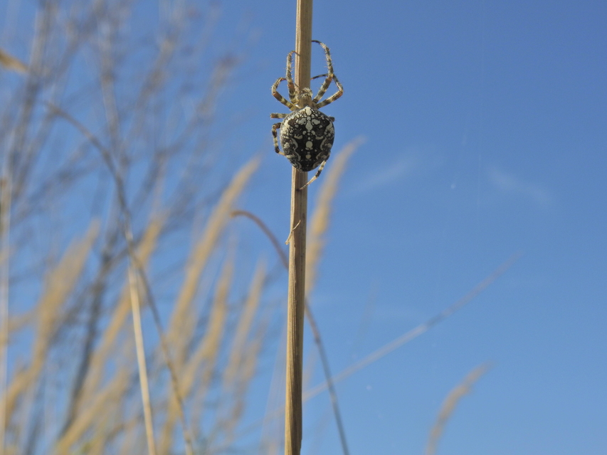 Araneus diadematus - koronás keresztespók