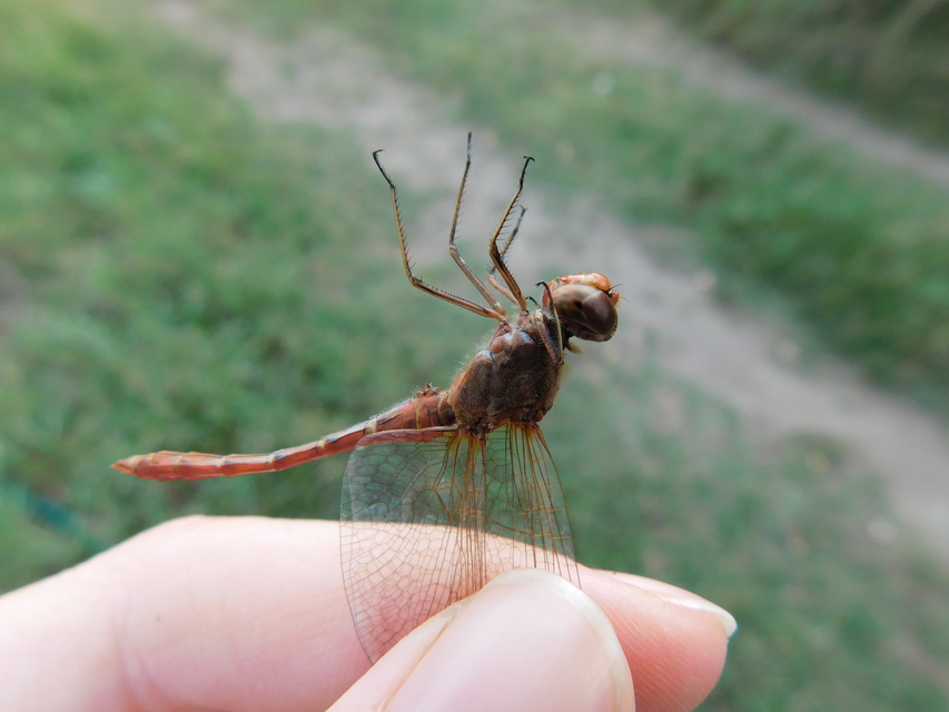 Sympetrum meridionale - fakó katona-szitakötő