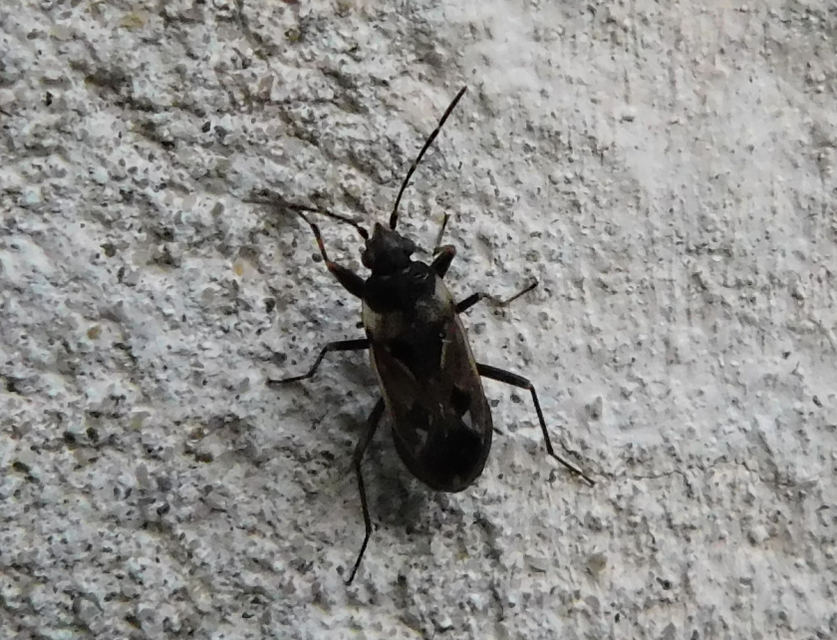 Rhyparochromus vulgaris - közönséges díszesbodobács
