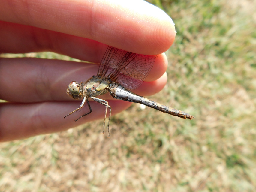 Sympetrum striolatum - harántsávos katona-szitakötő