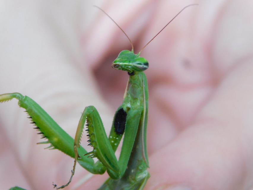 Mantis religiosa - imádkozósáska
