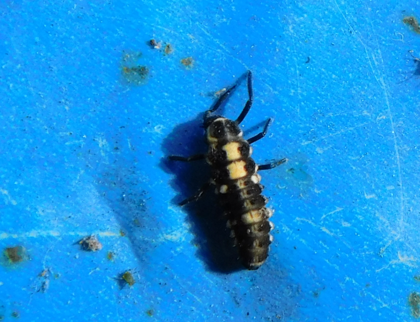 Propylea quatuordecimpunctata - tizennégypettyes füsskata