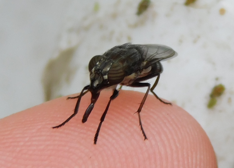 Stomorhina lunata - sáskaparazita légy