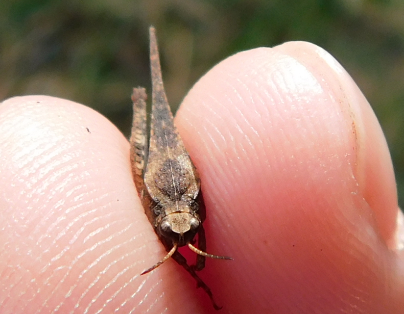 Tetrix subulata - közönséges tövishátúsáska
