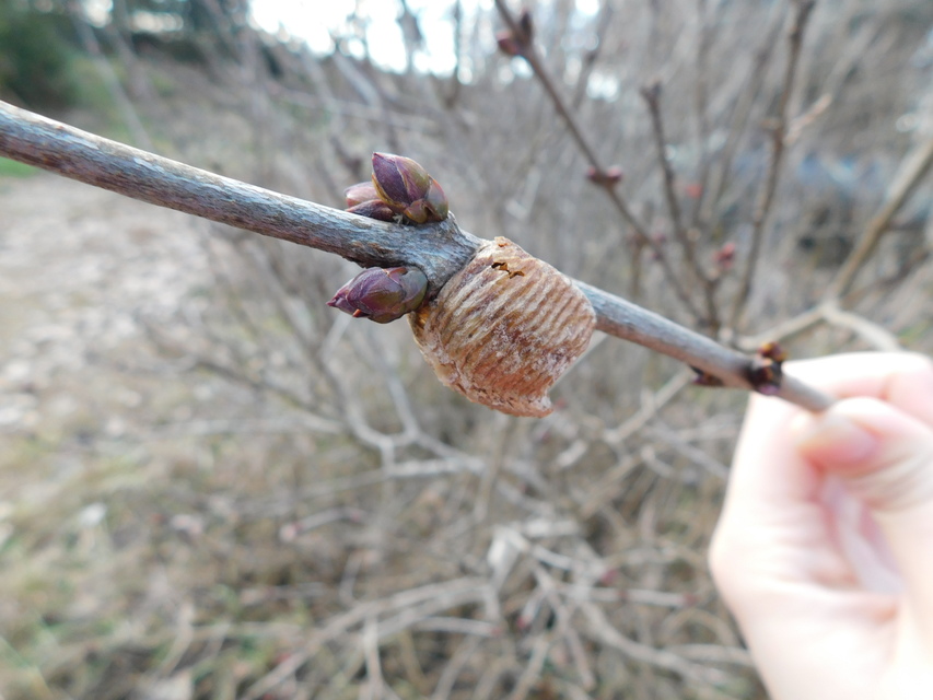Hierodula tenuidentata - óriás ázsiai imádkozósáska