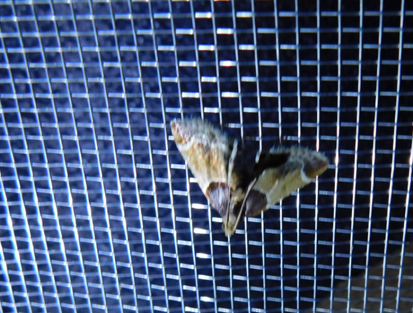 Pyralis farinalis - lisztilonca