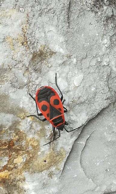 Pyrrhocoris apterus - verőköltő poloska