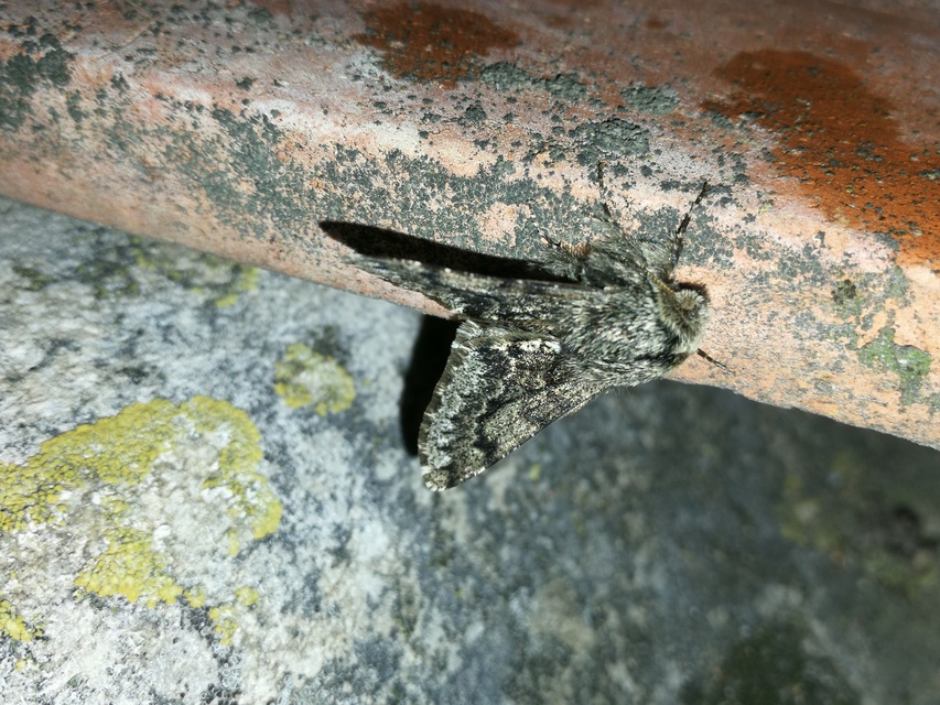 Apocheima hispidaria - borzas tavasziaraszoló
