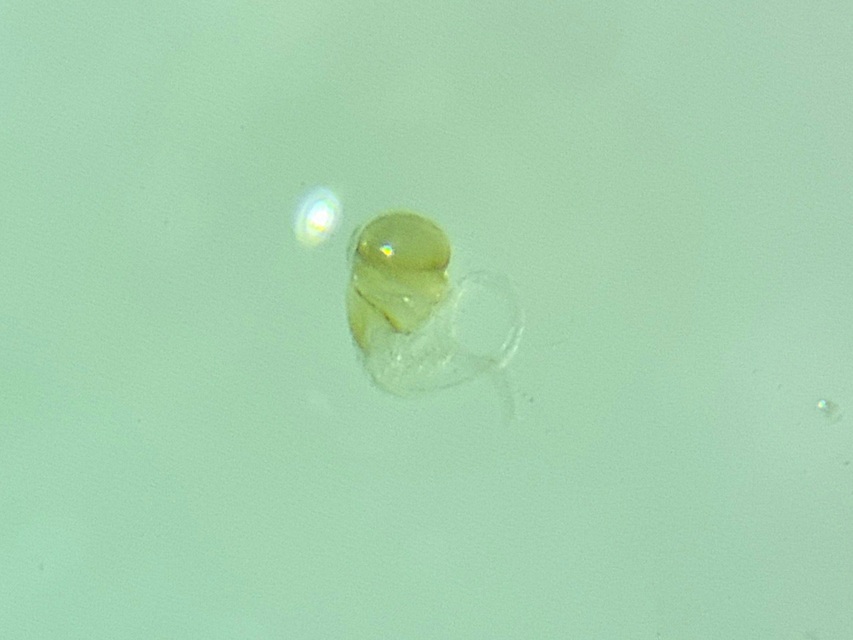 Cerylonidae - kéregbogárfélék Cerylonidae - kéregbogárfélék