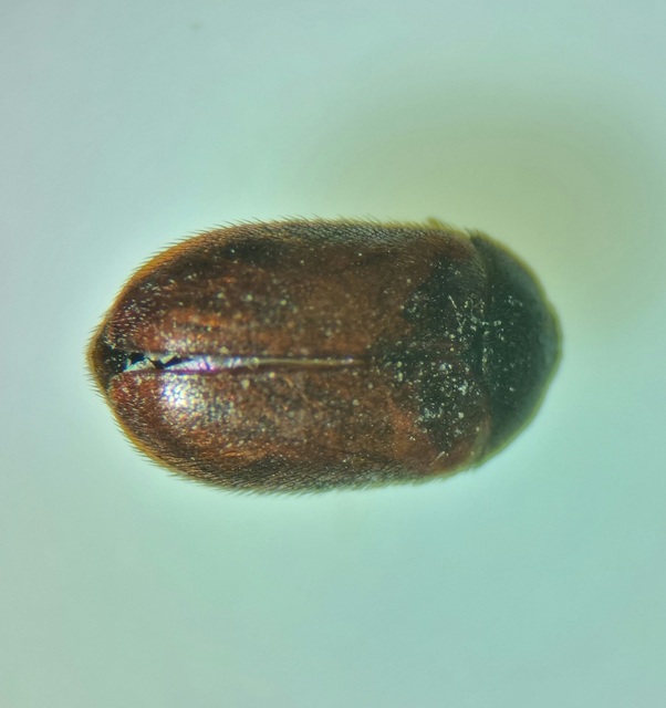 Attagenus smirnovi - afrikai szűcsbogár