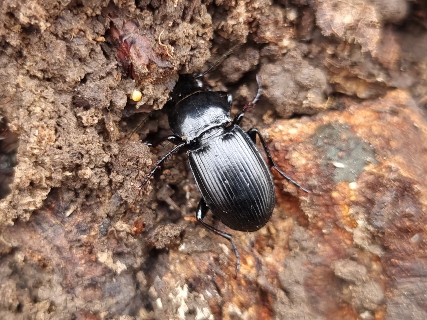 Pterostichus melas - fényes gyászfutó