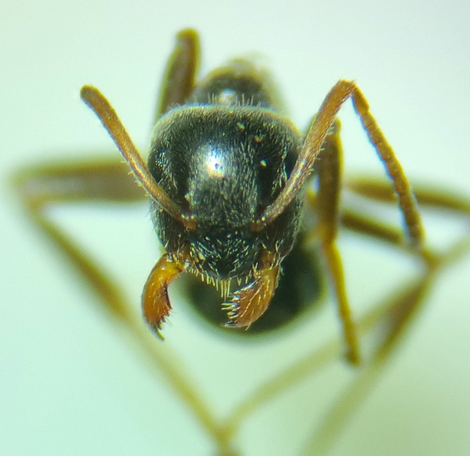 Lasius platythorax - erdei feketehangya
