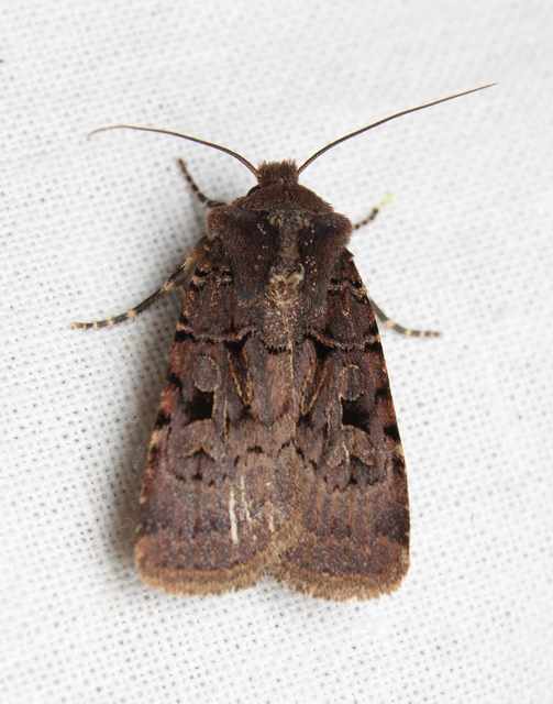 Chersotis rectangula - barna földibagoly