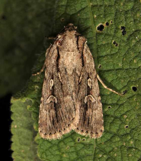 Dichagyris signifera - pompás földibagoly