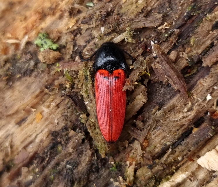 Ampedus