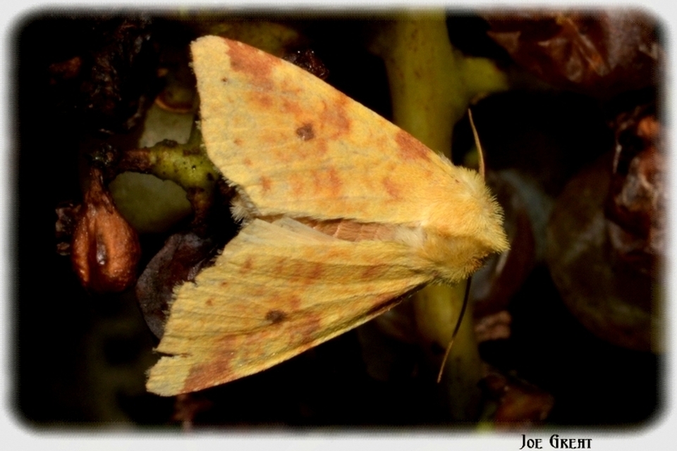 Cirrhia icteritia - nyárfa-sárgabagoly