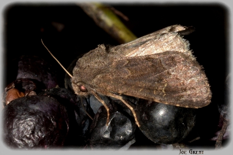 Aporophyla lutulenta - sziki őszibagoly