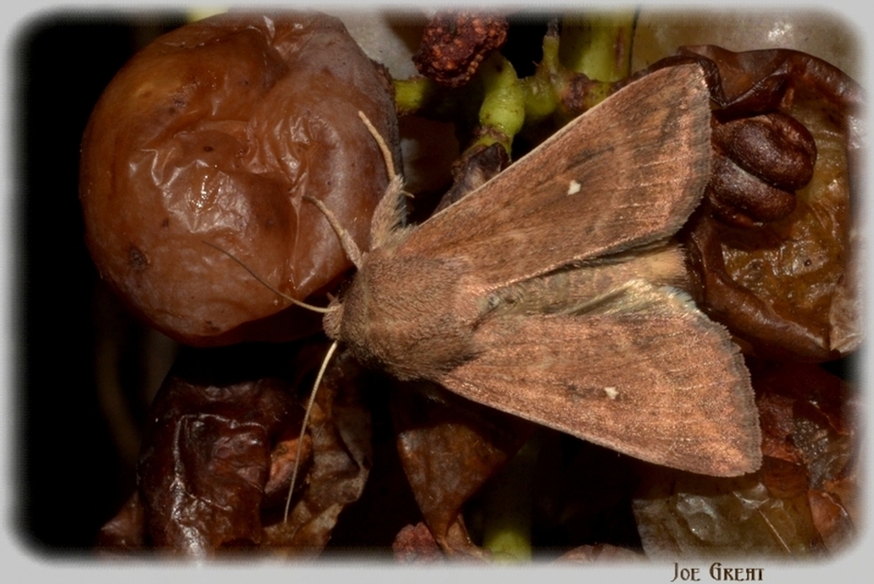 Mythimna albipuncta - fehérpettyes rétibagoly