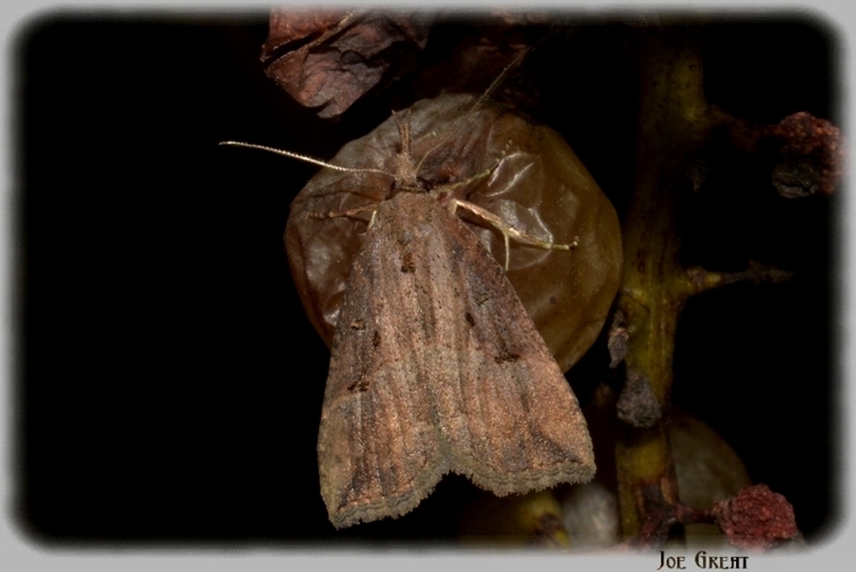 Hypena rostralis - közönséges karcsúbagoly