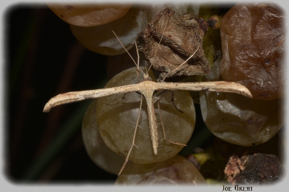Pterophoridae - tollasmolyfélék
