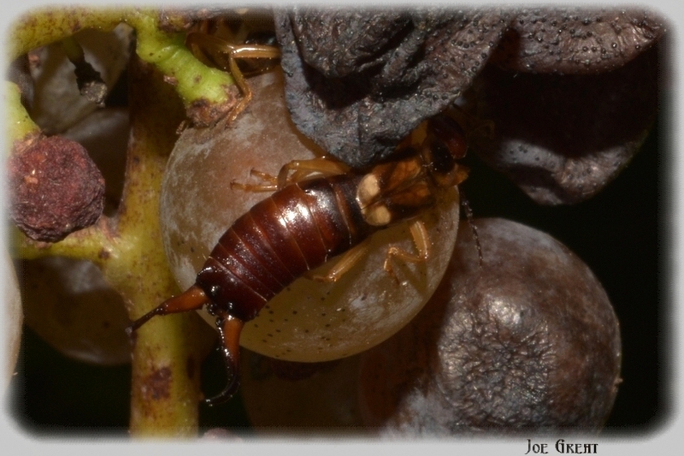 Forficula auricularia - közönséges fülbemászó