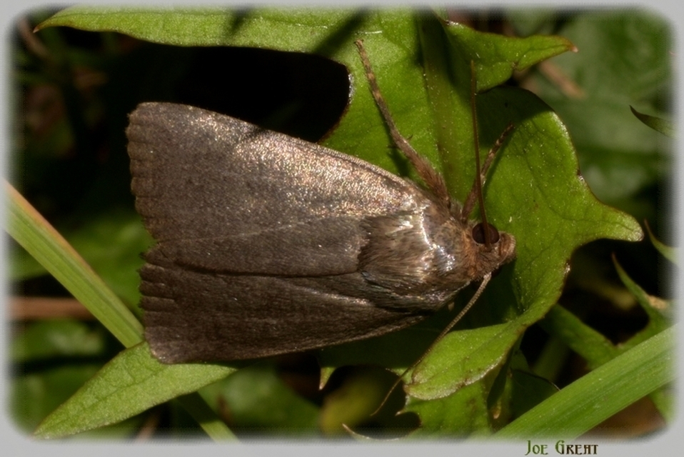 Amphipyra livida - zsírfényű bagoly