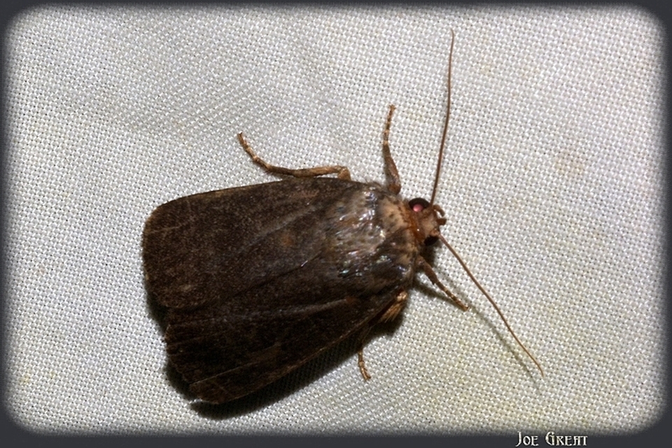 Amphipyra livida - zsírfényű bagoly