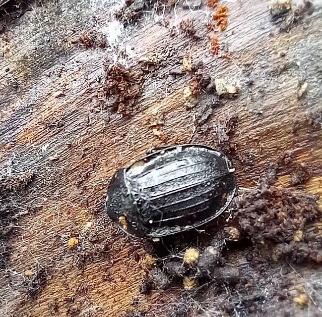 Phosphuga atrata - bordás csigarabló