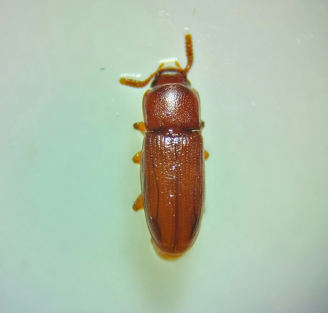 Palorus