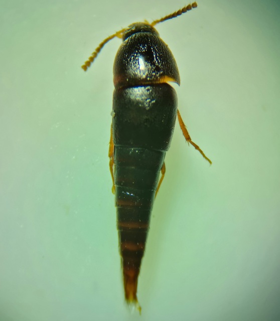 Sepedophilus testaceus - szurokszínű pihésholyva Sepedophilus testaceus - szurokszínű pihésholyva