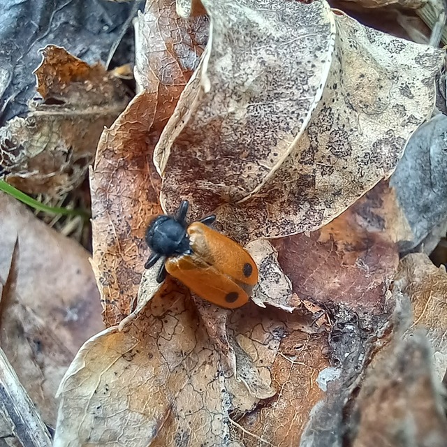 Apalus bimaculatus - kétfoltos élősdibogár