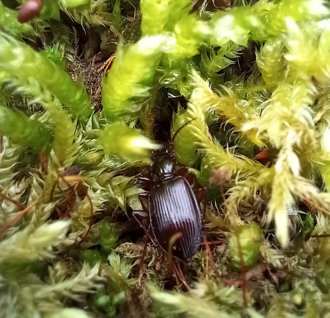 Limodromus assimilis - vöröslábú kisfutó