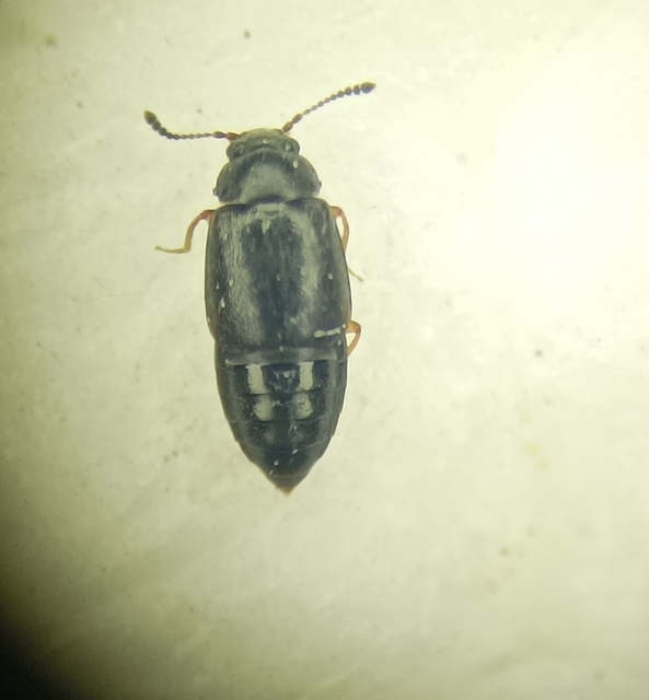Proteinus brachypterus - közönséges sutaholyva