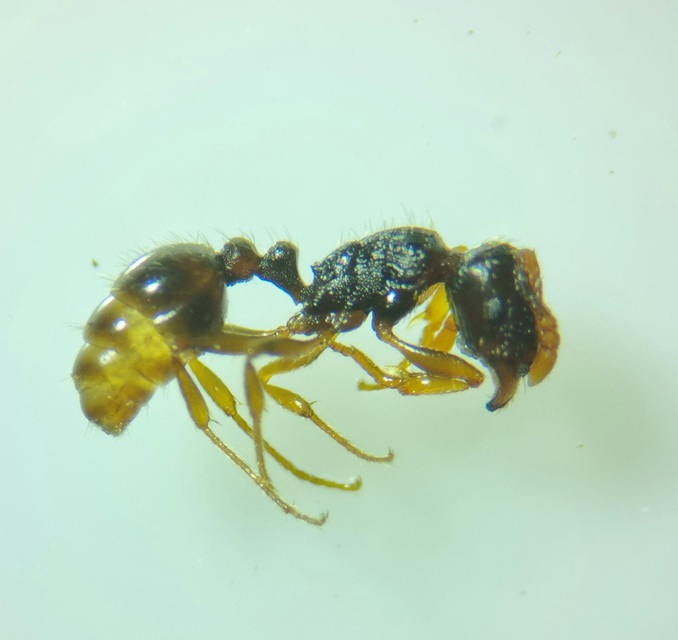 Tetramorium