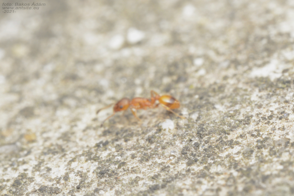 Temnothorax unifasciatus - gyűrűs kéreghangya