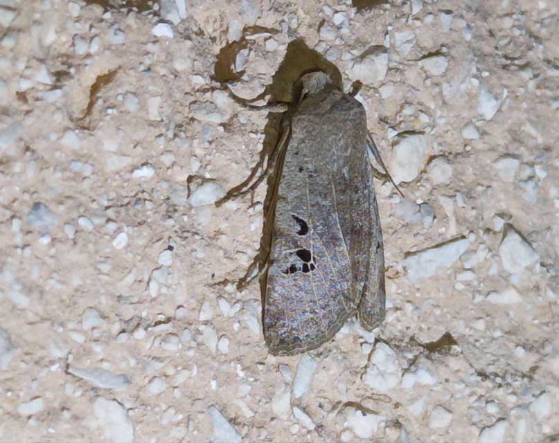 Conistra rubiginosa - szürke télibagoly