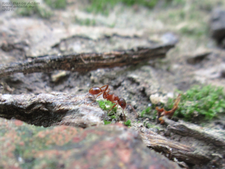 Myrmica rubra - közönséges bütyköshangya