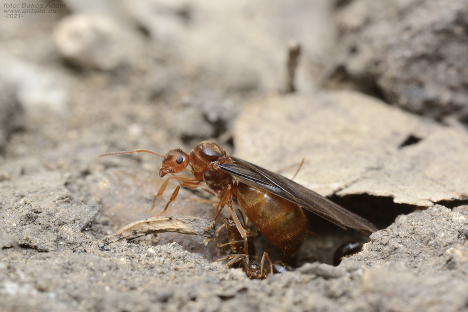 Prenolepis nitens - ragyogóhangya
