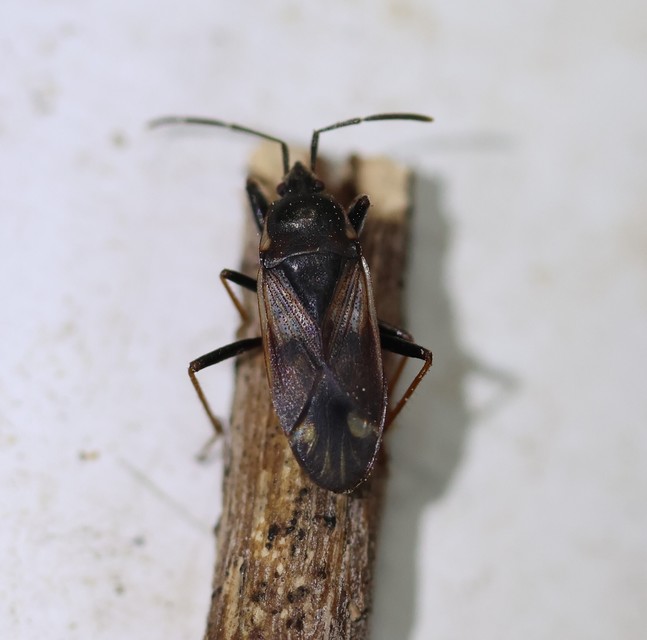 Eremocoris fenestratus - avarbodobács