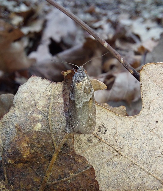 Tortricodes alternella - tavaszi sodrómoly