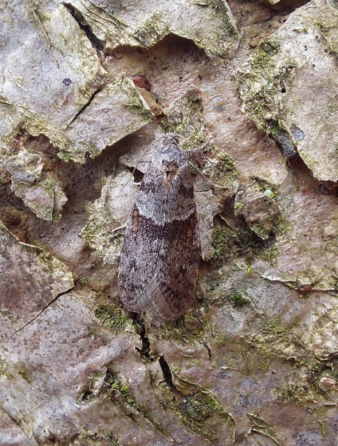 Tortricodes alternella - tavaszi sodrómoly