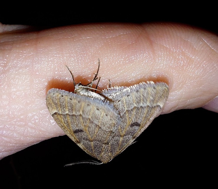 Theria rupicapraria - tavaszi kökényaraszoló