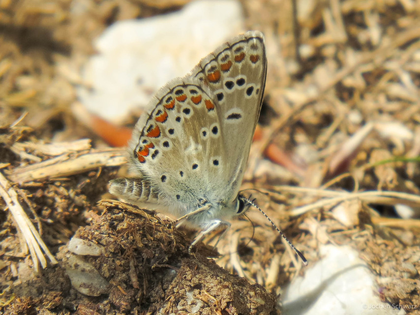 Aricia artaxerxes issekutzi - bükki szerecsenboglárka